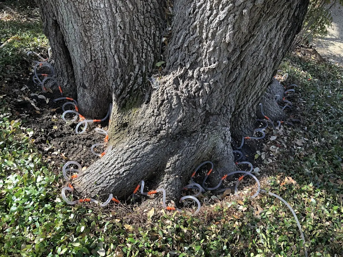 Detailed Tree Cabling and Bracing job site in Mexico